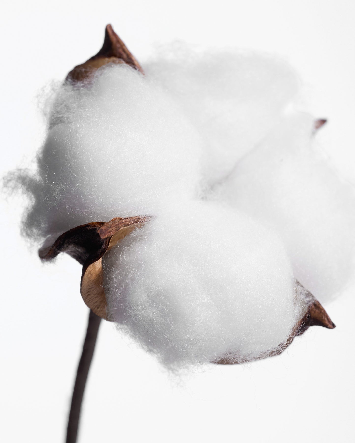 Déodorant stick Fleur de Coton 20g