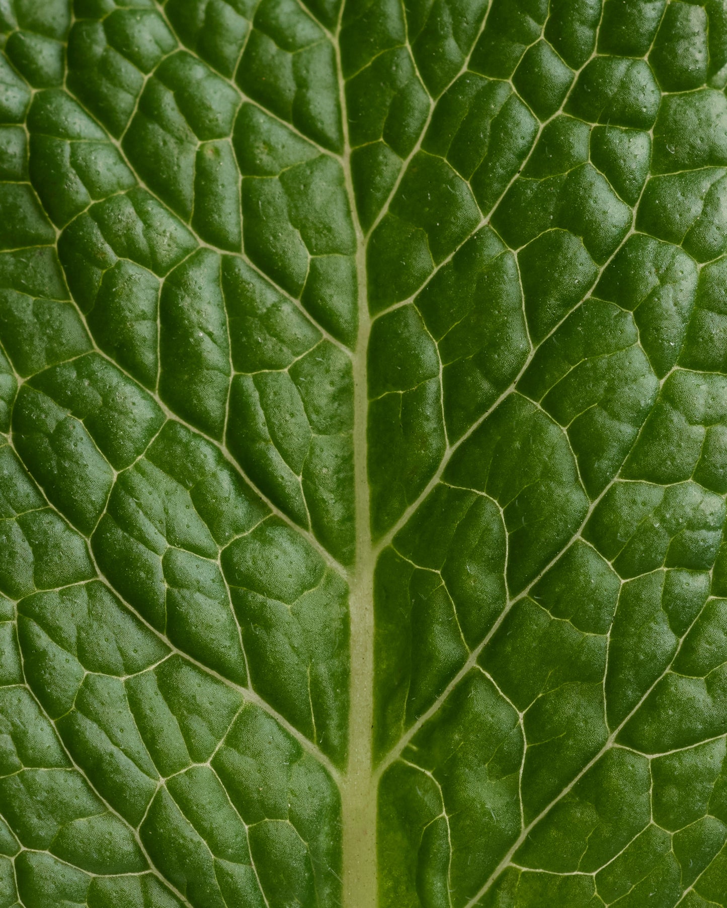 Recharge Déodorant stick Menthe Eucalyptus