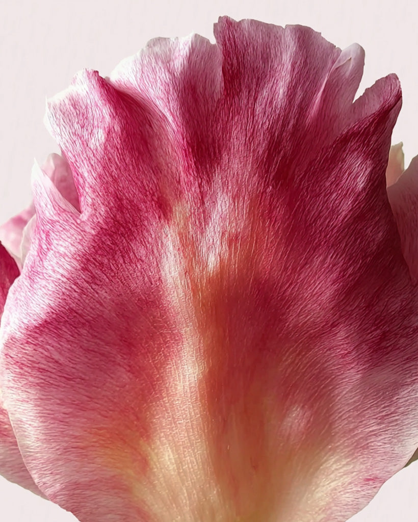 Recharge Déodorant stick Rose Pivoine